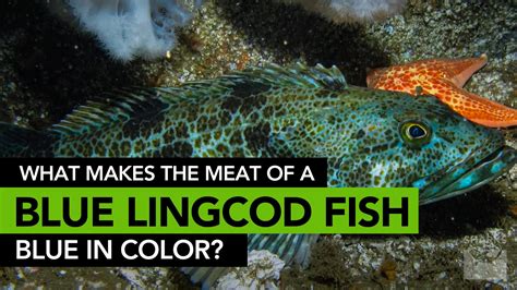 What Makes The Meat Of A Lingcod Fish Blue In Color? – sharksinfo.com