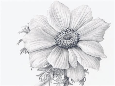 Pen And Ink Flower Drawing at GetDrawings | Free download