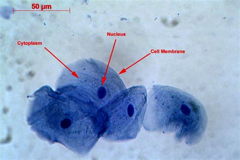 Cheek Cell Labeled Diagram