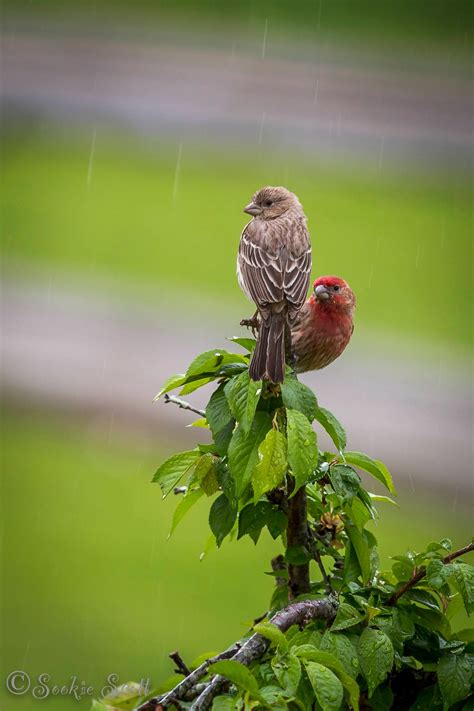 Love birds in the rain. - Birds and Blooms