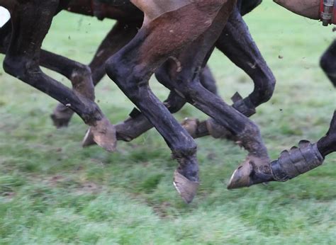 Mud fever in horses: signs & best treatments | Foran Equine