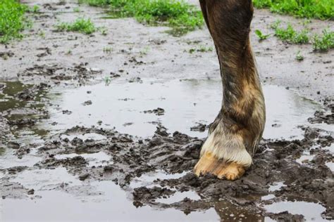 How to prevent mud fever? - HorseDialog