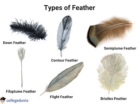 Feather: Parts, Types, Functions & Uses