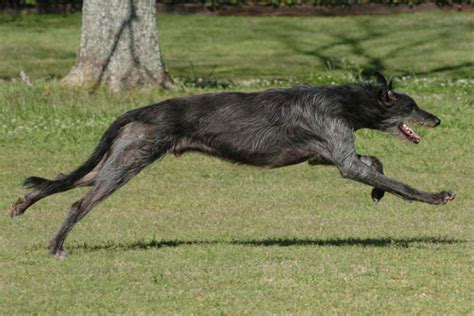 Scottish Deerhound Puppies for Sale from Reputable Dog Breeders