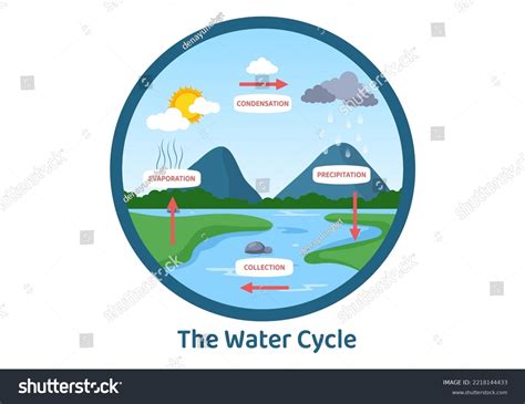 Diagram Showing Water Cycle With Rainfall Vector Image, 48% OFF