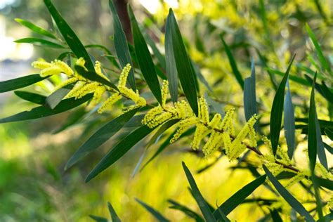 7 Acacia Tree Varieties Perfect For All Landscapes