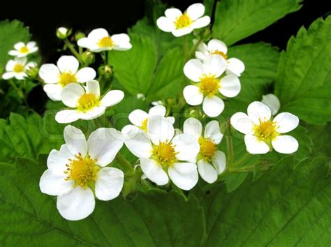 Closeup of beautiful strawberry flowers | Stock Photo | Colourbox