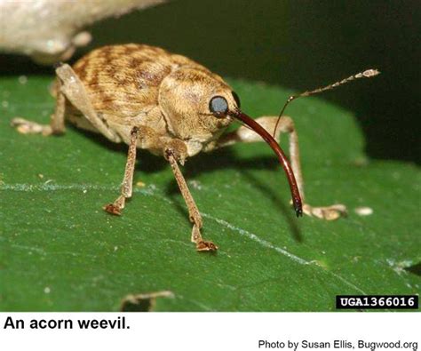 Acorn Weevil | NC State Extension Publications