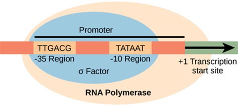 Components of Transcription factors - TRANSCRIPTION FACTORS (PROKARYOTES)