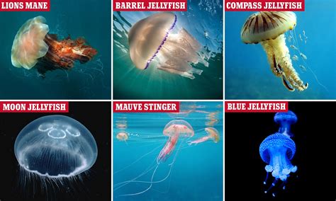 Blue Jellyfish Species