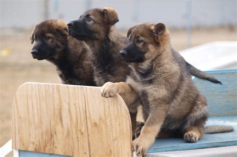 RCMP dogs now have names - DiscoverAirdrie.com - Local News, Weather ...