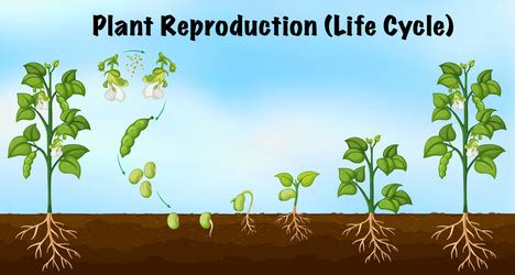 Plant Reproduction Diagram