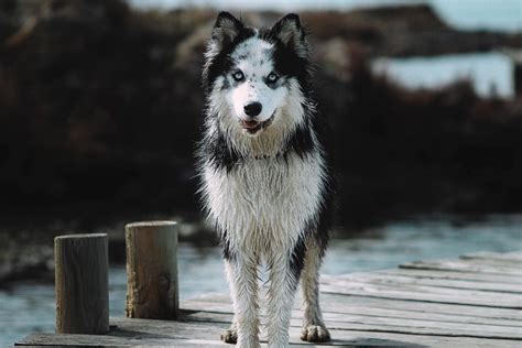 The Samoyed Husky Mix: Temperament, Size, Traits, and More!