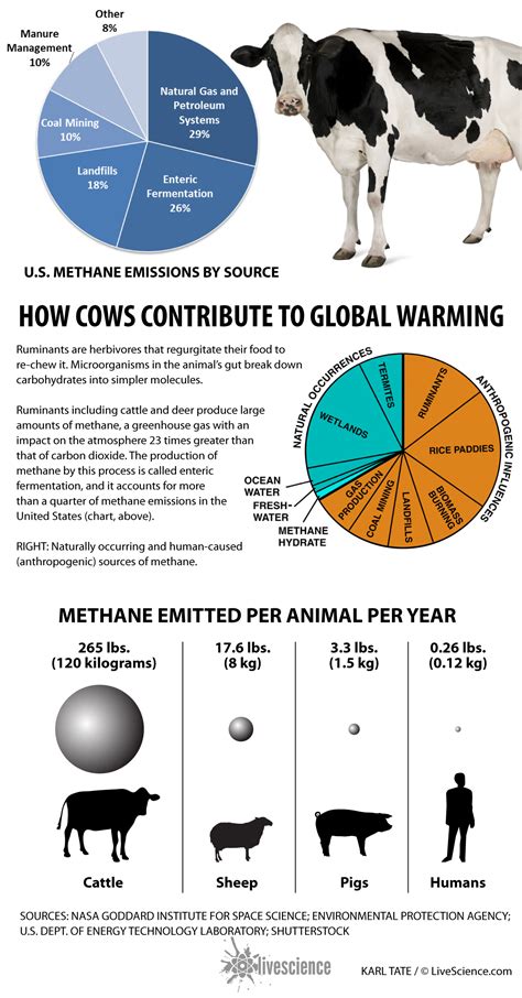 How Much Methane Gas Do Cows Produce - All About Cow Photos