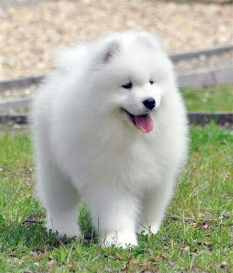 549 best samoyed puppies images on Pinterest | Puppys, Fluffy pets and ...