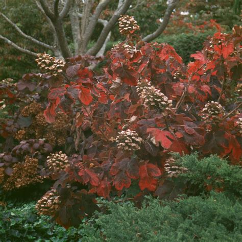 'Snow Queen' Oakleaf Hydrangea