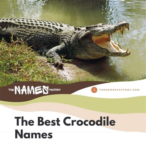 300+ Creative Crocodile Names & Alligator Names