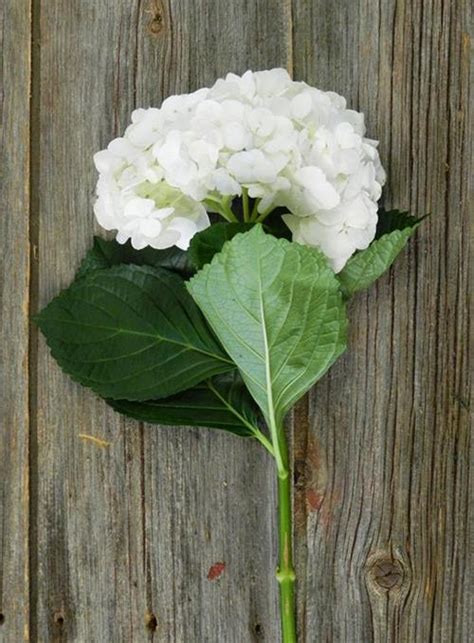 Wholesale Super White Hydrangeas Delivered Online | FlowerFarm