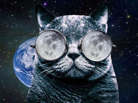 🔥 [50+] Cool Cat With Glasses Wallpapers | WallpaperSafari