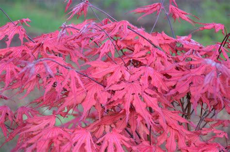 Buy Acer palmatum 'Purple Ghost' Japanese Maple — Mr Maple │ Buy ...