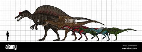 Spinosauridae size chart, featuring Spinosaurus, Oxalaia, Suchomimus ...