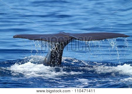 Sperm Whale Diving Image & Photo (Free Trial) | Bigstock