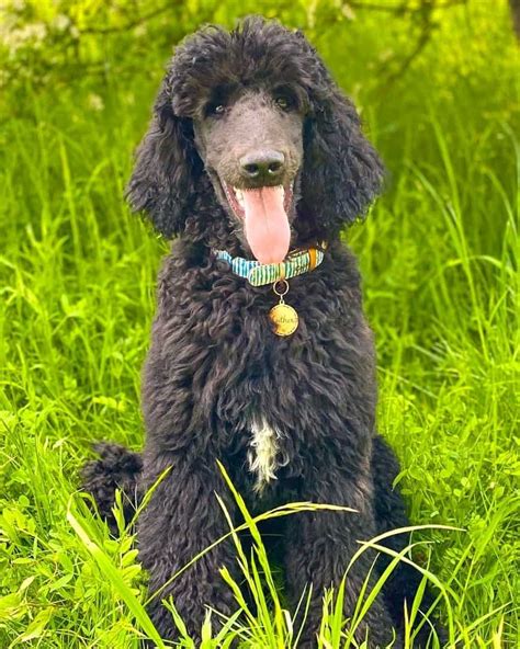 Blue Poodle: Appearance, Genetics & Facts (With Pictures)