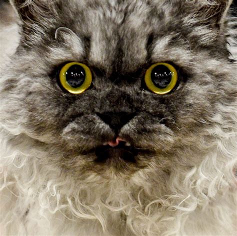 31 Ugly Cats That Are Still Cute | Reader's Digest