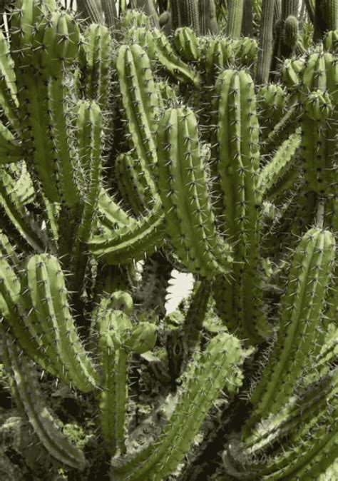 Myrtillocactus Cochal 'Candelabra Cactus' - Succulents Network