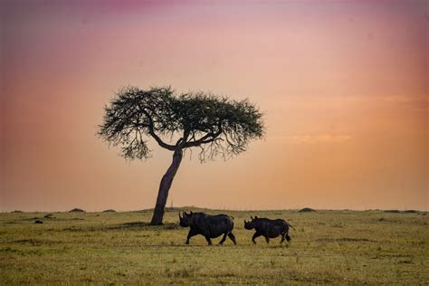 14 Outstanding African Safari Photography Tips - Maps & Merlot