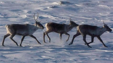 Is social media contributing to wildlife decline in Canada’s Arctic ...