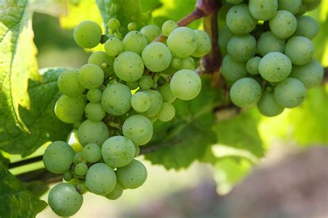 Free photo: Grapes, Green Grapes, Nature, Green - Free Image on Pixabay ...