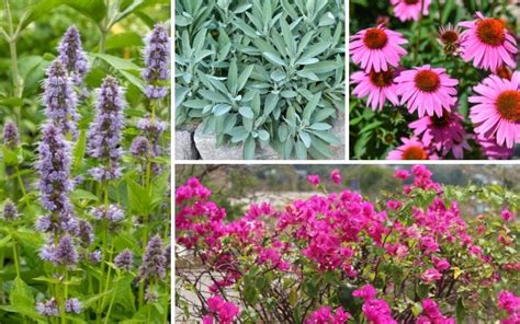 10 Texas Drought Tolerant Plants - Garden Lovers Club