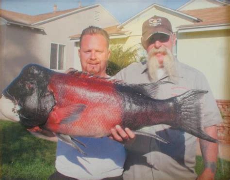 California Sheephead - Pier Fishing in California