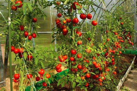 Tomato Plant Spacing Guide - How Close Should You Plant 2 Tomato Plants ...