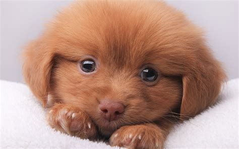 Cute Brown Puppy wallpaper | animals | Wallpaper Better