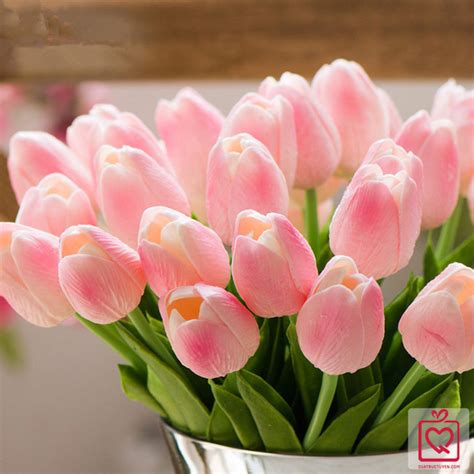 Hoa Tulip Pu Đẹp Xinh, Giá chỉ 15.000