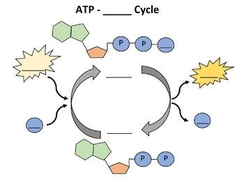 ATP Cycle Models by Ryan Despres | TPT