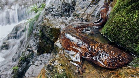 Japanese Giant Salamander - Facts, Size, Lifespan, Diet & Pictures