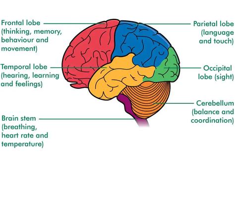 Brain lobes diagram | Healthiack