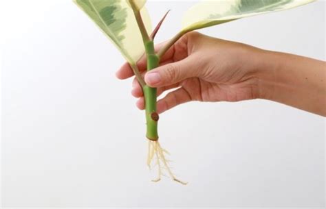 How to Use Rooting Hormone for Hydroponic Plant Propagation