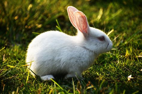 White Rabbit on Green Grass · Free Stock Photo