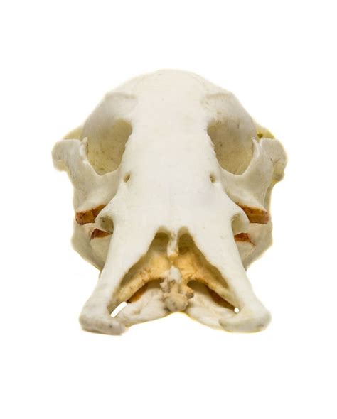 Platypus Skull Replica