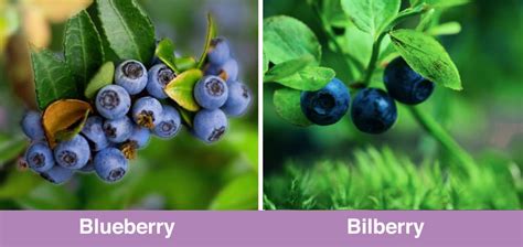 Bilberry vs. blueberry - what are the key differences? – Purple Superfoods