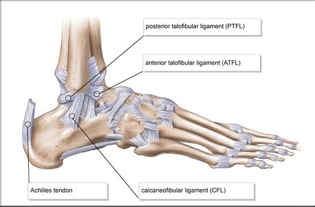 Stress tests for Ankle ligaments - Physiopedia