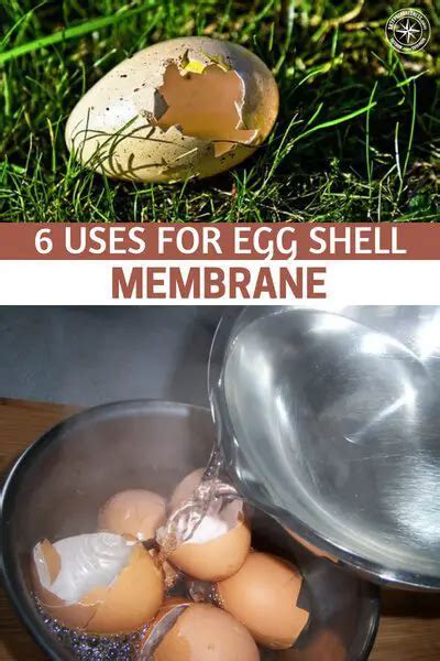 6 Uses For Egg Shell Membrane | SHTFPreparedness