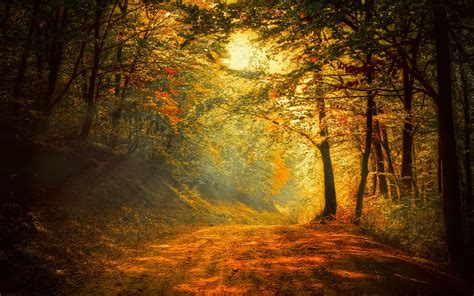 Autumn, forest, road, trees, sunlight wallpaper | nature and landscape ...