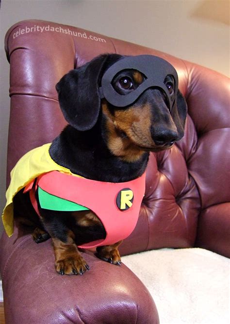 Top 10 Printable Halloween Costumes For Wiener Dogs