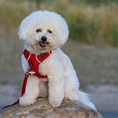 Bichon Frise Dog Photos, Download The BEST Free Bichon Frise Dog Stock ...