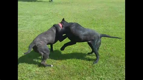 Presa Canario Fight - YouTube